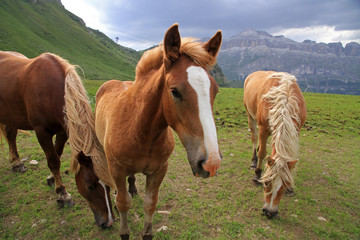 Naklejka na ściany i meble Landscape with horses, Dolomites, Italy