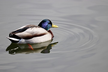 Mallard duck swimming in the water. Male wild duck in the lake