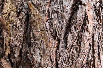 texture of tree bark . background image. brown old wood bark