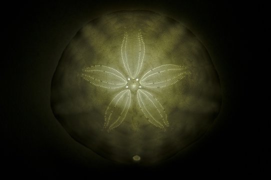 Sand Dollar