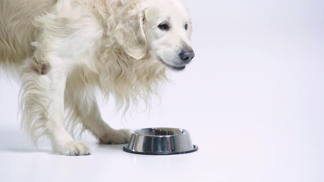 adorable golden retriever eating dog food on white
