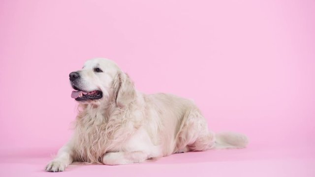 adorable and purebred golden retriever lying on pink