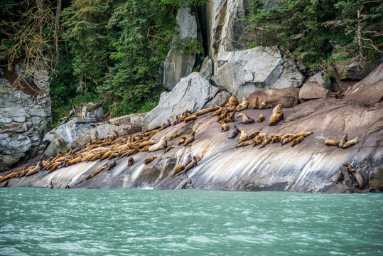 Fur seals basking on the rocky shore in Chilkoot, Skagway Alaska
