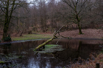 Hindhead common March 2020