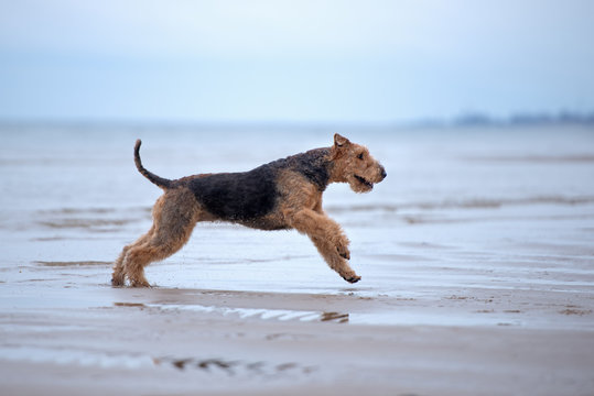 happy airedale terrier dog running on the beach