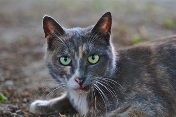 Naklejka premium Korean cat