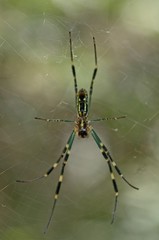 spider on a web