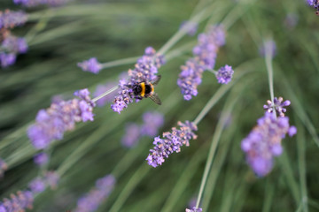 Hummel auf Lavendel Nahaufnahme im Sommer quer