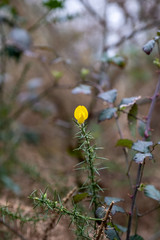 Hindhead common March 2020