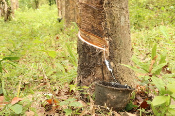 Latex flowing from rubber trees in rubber plantations  rubber plantation farming