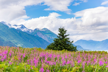 Fototapeta premium Mountain with foreground Fireweed flowers and cloudy sky Alaska