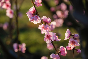 Fleurs de pêcher