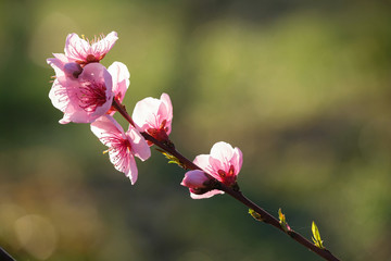 Fleurs de p&ecirc;cher