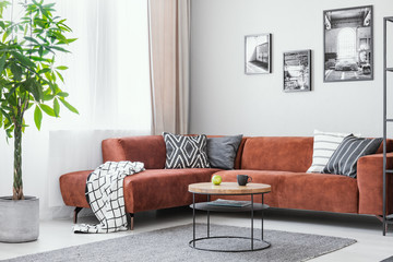 Big green plant, small round coffee table and corner sofa in elegant living room interior