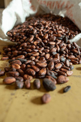 Grano de cacao seco