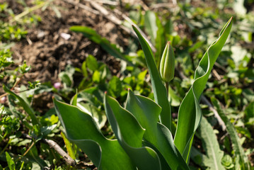 In spring, green sprouts of tulips. Green tulip