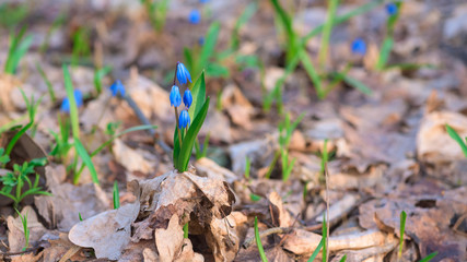 panorama of spring first blooming snowdrops in the forest in Sunny weather. blue flowers close up against the sun