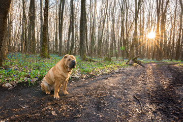 sharpei dog red in the spring and the lush forest. close up.