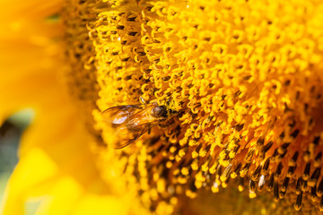 Close-up of Sunflower blooming with bee is pollinating natural background.