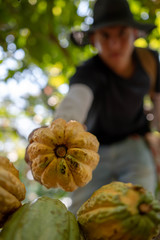 Joven recolectando cacao