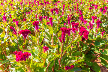 Colourful red Celosia flower or Cockscomb and petunia flowers blooming in in garden for natural background