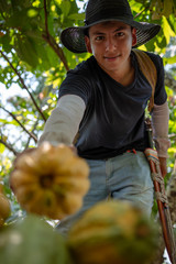 Joven recolectando cacao