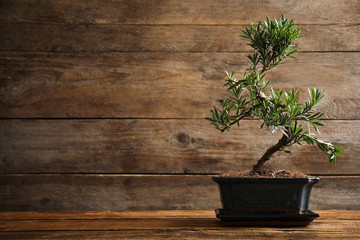 Japanese bonsai plant on wooden table, space for text. Creating zen atmosphere at home