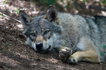 Italian wolf in Brenta Dolomites, Trentino region, Italy 