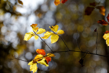 Beautiful autumn yellow leaves