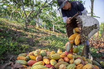 Fotobehang Joven recolectando cacao © Andrés Rivas