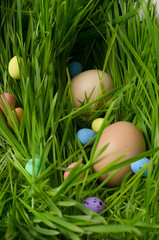 Vertical shot.Different colorful eggs in the green grass.Easter holiday theme
