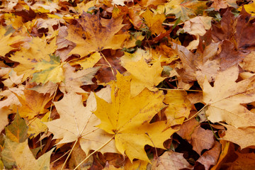 Naklejka na ściany i meble Beautiful autumn yellow leaves