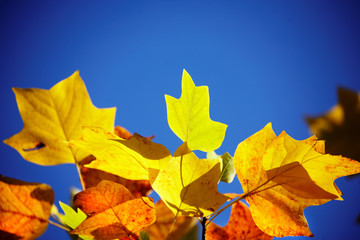 Beautiful autumn yellow leaves