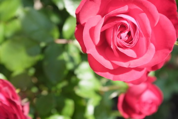 ピンク色のバラの花