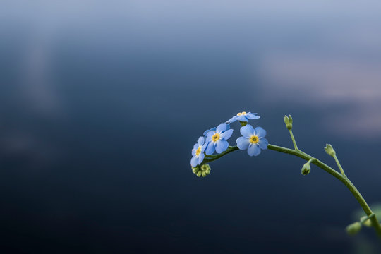 Forget Me Not Minimalist Flower Macro Photography