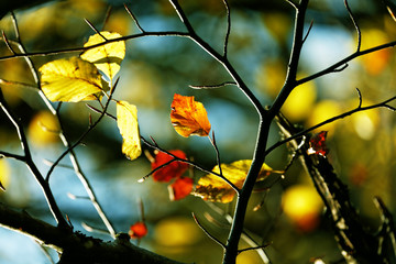 Beautiful autumn yellow leaves