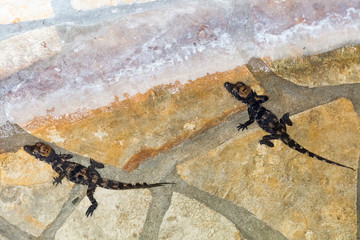 African dwarf crocodile baby in a pool