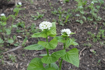 White flowers of Alliaria petiolata in April