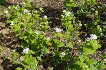 Many white flowers of Alliaria petiolata in April