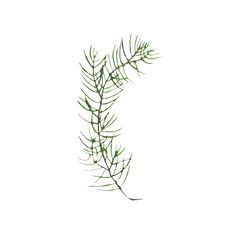 Branch of spruce or juniper with needles isolated on white background. Watercolor hand drawing illustration evergreen. Perfect for design of gin, medicine or aromatic product, essential oil. Clip art.