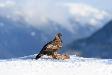 Norwegian golden eagle (Aquila chrysaetos) in winter snow with prey