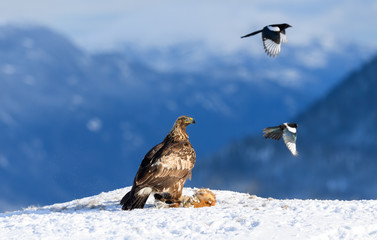 Norwegian golden eagle (Aquila chrysaetos) in winter snow with prey