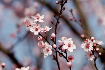 lovely flowers on fruit branches