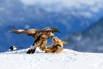 Norwegian golden eagle (Aquila chrysaetos) in winter snow with prey