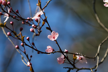Fototapeta premium lovely flowers on fruit branches