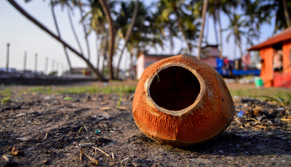 Kerala coconut