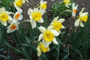 Yellow and white flowers of narcissuses in mid April