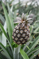Fototapeta premium Ripe Pineapple (Pineapple farm)