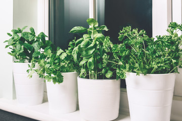 Different kind of fresh green herbs growing in the pots on the kitchen window, such as basil, mint,...