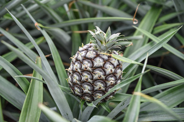 pineapple on tree